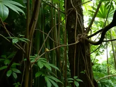 樹蛙棲息於潮濕森林中，環境植被繁茂