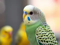 The scene of budgerigars interacting on a branch.