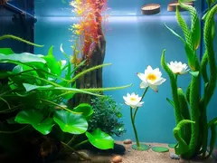 Interaction between aquatic plants and water lily fish in the aquarium ecosystem