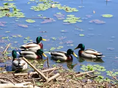 Focus on Behavior and Health: A Deep Dive into the Habitat Needs and Social Interactions of Mallards to Promote Their Health and Well-being.