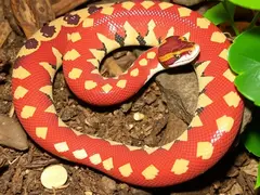 Analysis of the Habitat and Dietary Requirements of the Red-tailed Python