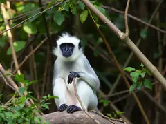 The social interactions and roosting behavior of the white-headed langur in natural environments.