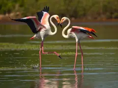 The red-crowned crane performs a courtship dance in the wetland.