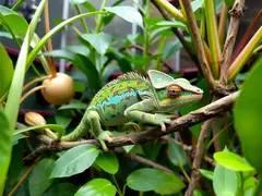 Chameleons prey on insects among tropical plants.