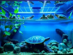 Brazilian turtle ecological habitat and health care guidelines