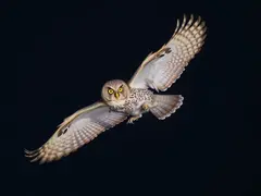 The scene of an owl silently flying and hunting at night.