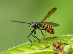 Analysis of Insect Social Behavior and Ecosystem Interaction