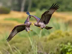 Courtship flight behavior of the gray-faced buzzard and its natural habitat