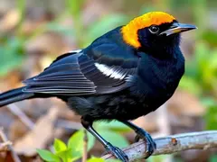 The vibrant colors of the yellow-headed blackbird displayed in its natural habitat.