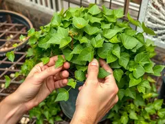 Técnicas de estacas de hera e métodos de propagação de plantas