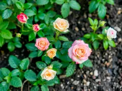 Mini rosas crescem saudáveis em solo adequado.