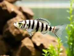 Aquário ecológico de zebrafish exibe água cristalina e arranjo de ambiente natural.