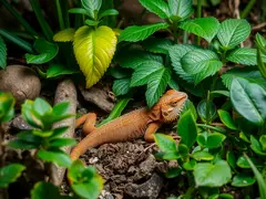 Lagartos habitam ambientes de plantas tropicais e desérticas.